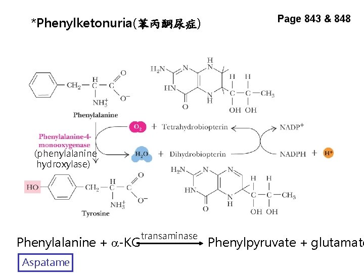 *Phenylketonuria(苯丙酮尿症) Page 843 & 848 (phenylalanine hydroxylase) Phenylalanine + a-KG Aspatame transaminase Phenylpyruvate +