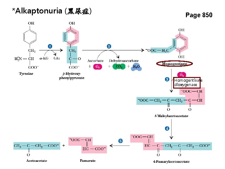 *Alkaptonuria (黑尿症) Page 850 Homogentisate dioxygenase 