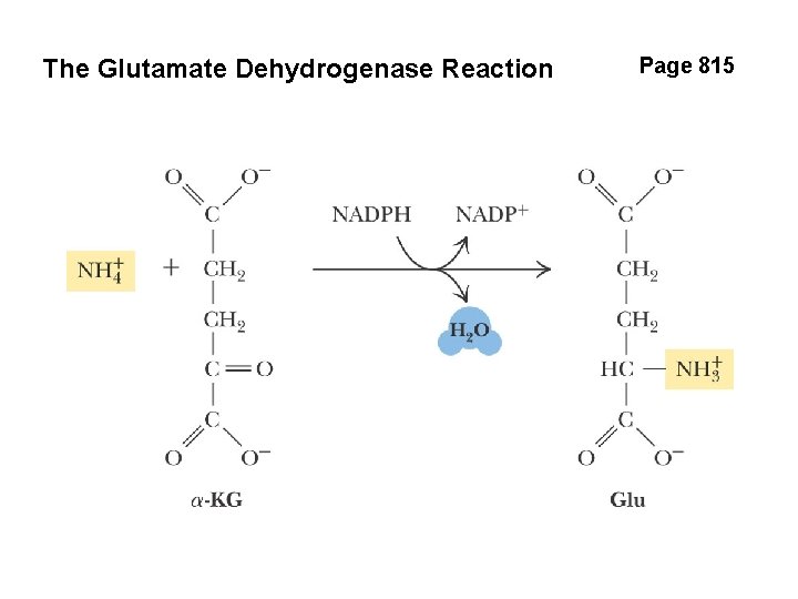 The Glutamate Dehydrogenase Reaction Page 815 