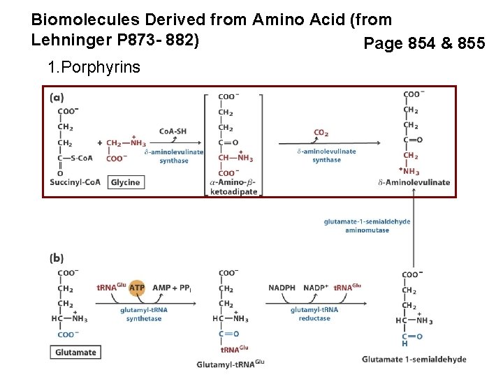 Biomolecules Derived from Amino Acid (from Lehninger P 873 - 882) Page 854 &