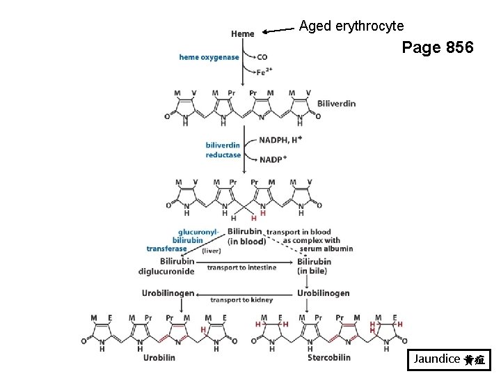 Aged erythrocyte Page 856 Jaundice 黄疸 