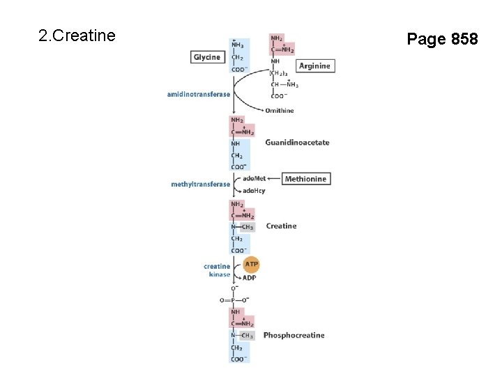 2. Creatine Page 858 