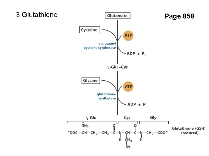 3. Glutathione Page 858 