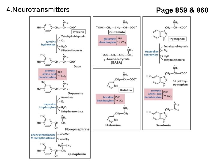 4. Neurotransmitters Page 859 & 860 