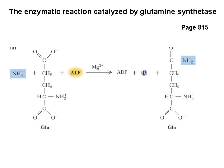 The enzymatic reaction catalyzed by glutamine synthetase Page 815 