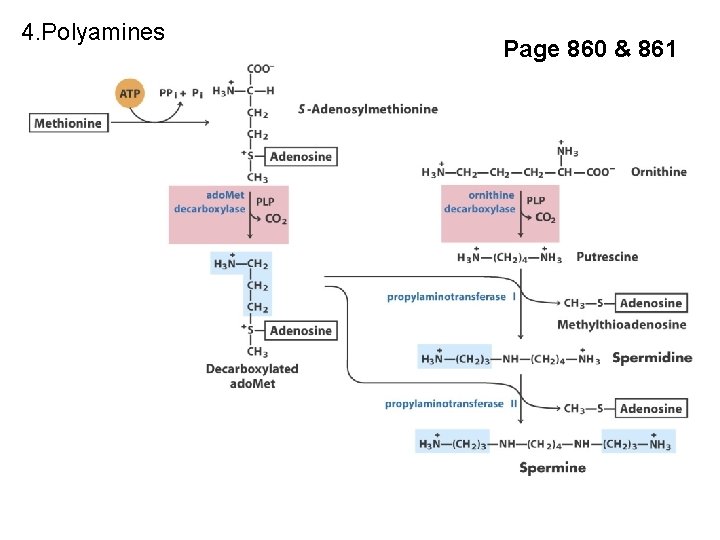 4. Polyamines Page 860 & 861 