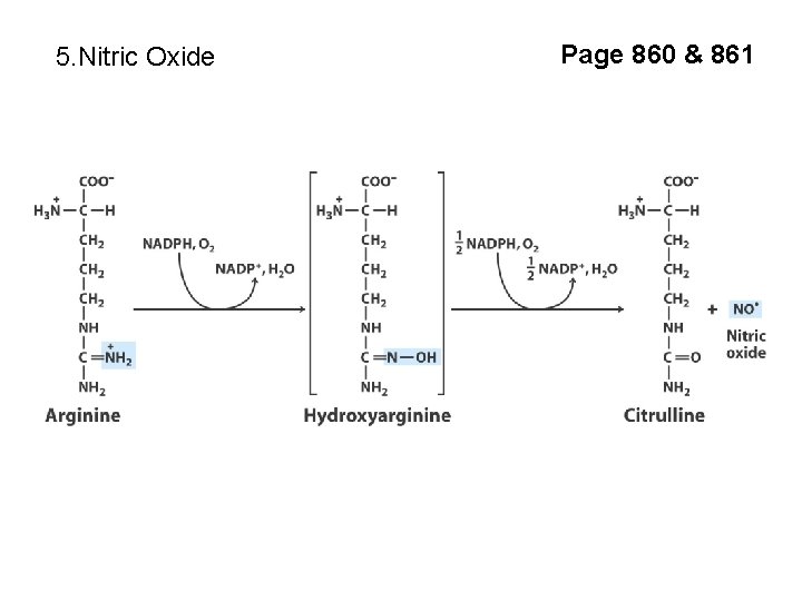 5. Nitric Oxide Page 860 & 861 