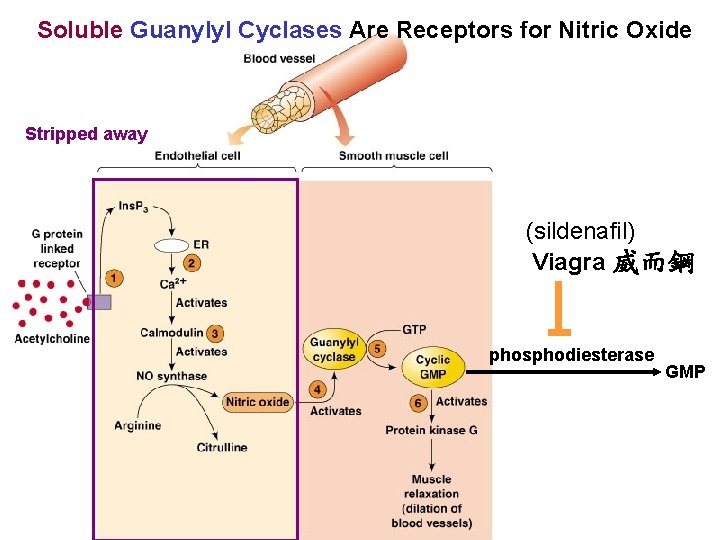 Soluble Guanylyl Cyclases Are Receptors for Nitric Oxide Stripped away (sildenafil) Viagra 威而鋼 phosphodiesterase