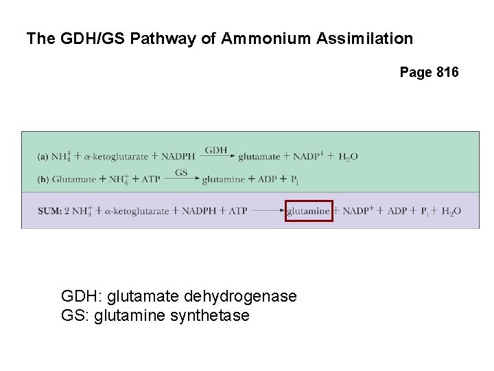 The GDH/GS Pathway of Ammonium Assimilation Page 816 GDH: glutamate dehydrogenase GS: glutamine synthetase