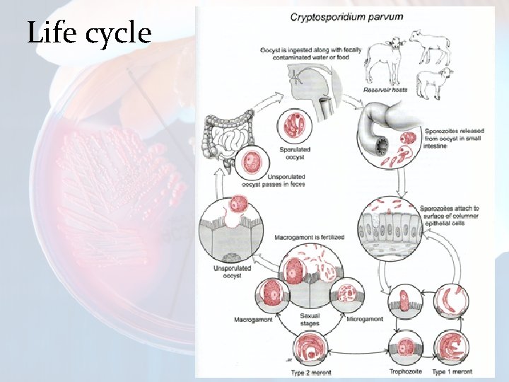 Life cycle 