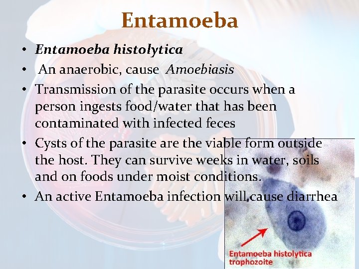 Entamoeba • Entamoeba histolytica • An anaerobic, cause Amoebiasis • Transmission of the parasite