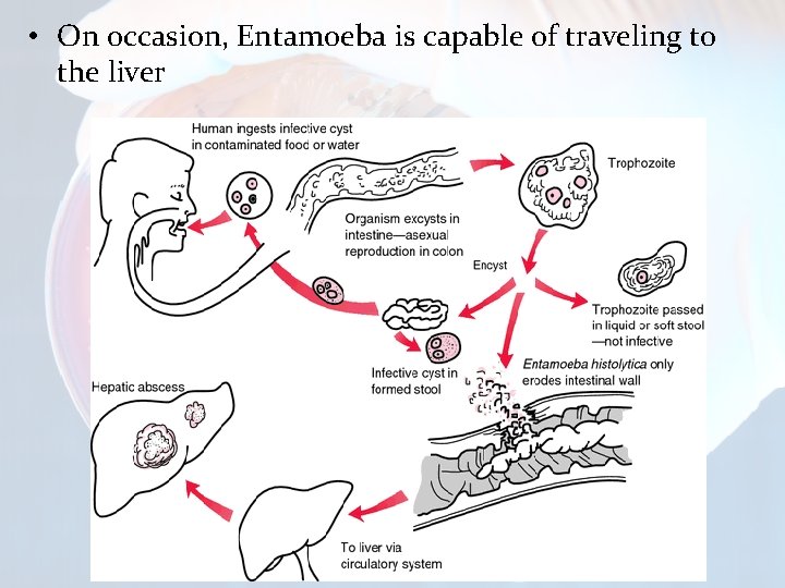  • On occasion, Entamoeba is capable of traveling to the liver 