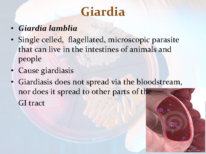 Giardia • Giardia lamblia • Single celled, flagellated, microscopic parasite that can live in