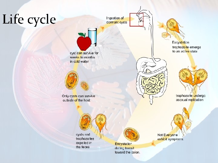 Life cycle 