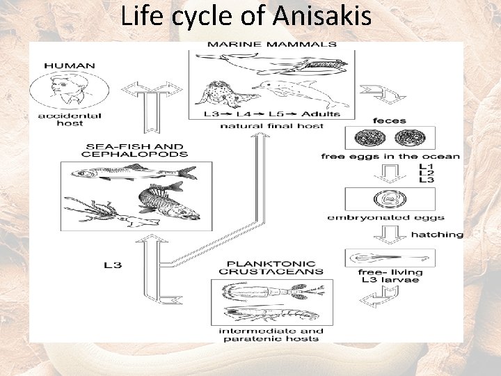 Life cycle of Anisakis 