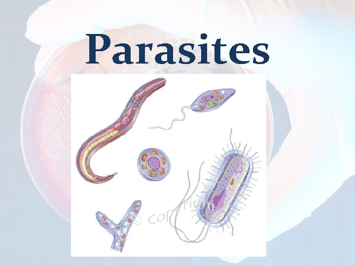 Parasites 