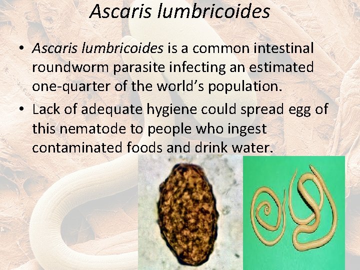 Ascaris lumbricoides • Ascaris lumbricoides is a common intestinal roundworm parasite infecting an estimated