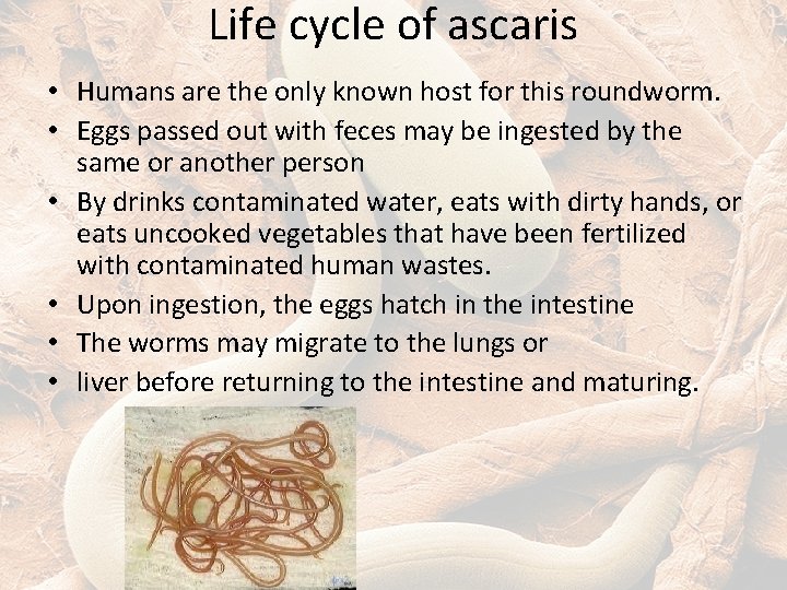 Life cycle of ascaris • Humans are the only known host for this roundworm.