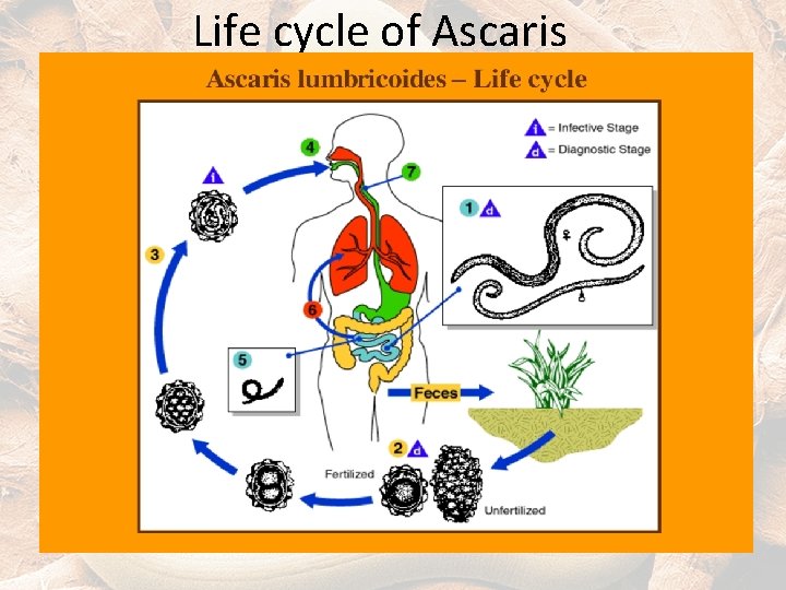 Life cycle of Ascaris 