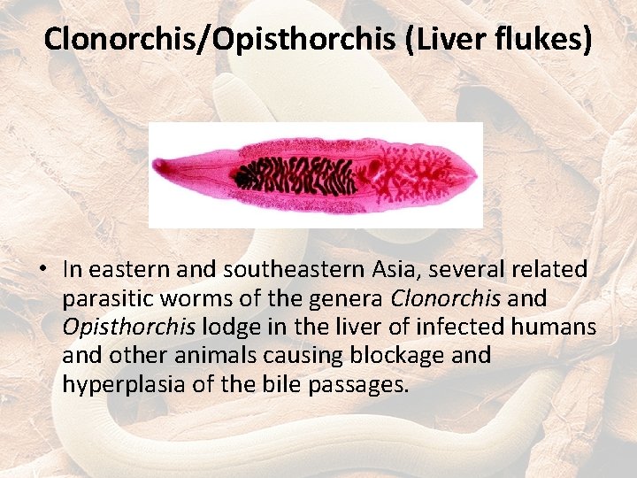 Clonorchis/Opisthorchis (Liver flukes) • In eastern and southeastern Asia, several related parasitic worms of