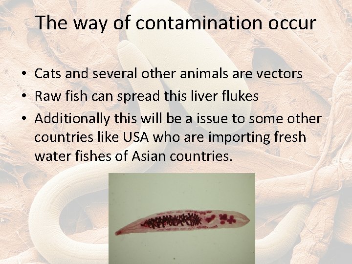 The way of contamination occur • Cats and several other animals are vectors •