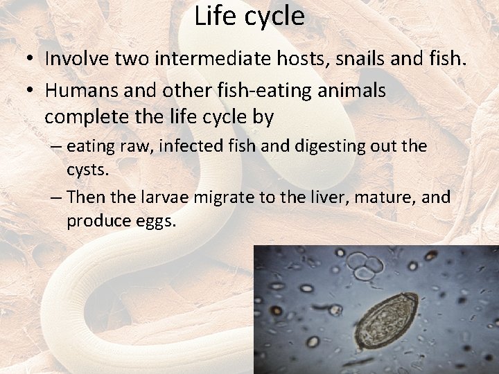 Life cycle • Involve two intermediate hosts, snails and fish. • Humans and other