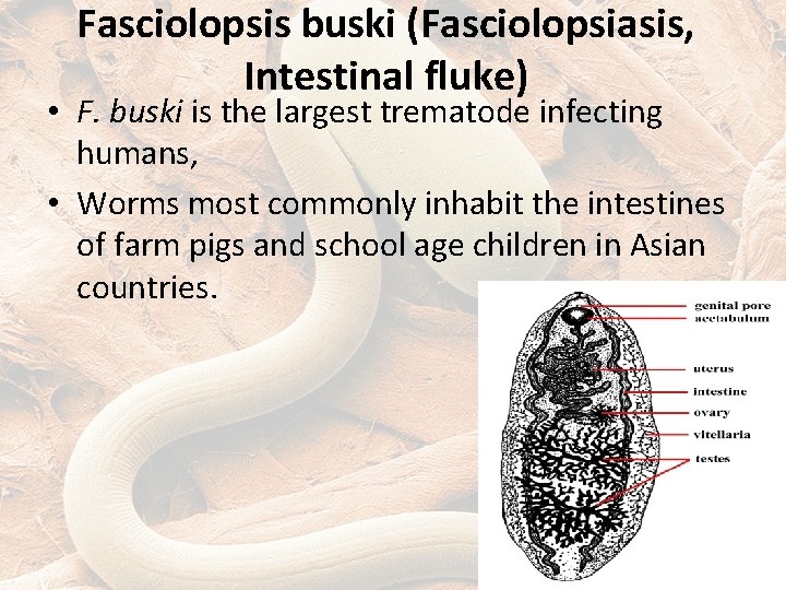 Fasciolopsis buski (Fasciolopsiasis, Intestinal fluke) • F. buski is the largest trematode infecting humans,