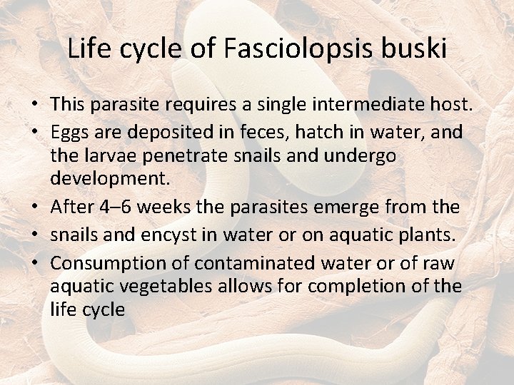 Life cycle of Fasciolopsis buski • This parasite requires a single intermediate host. •