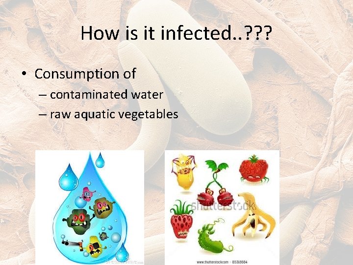 How is it infected. . ? ? ? • Consumption of – contaminated water