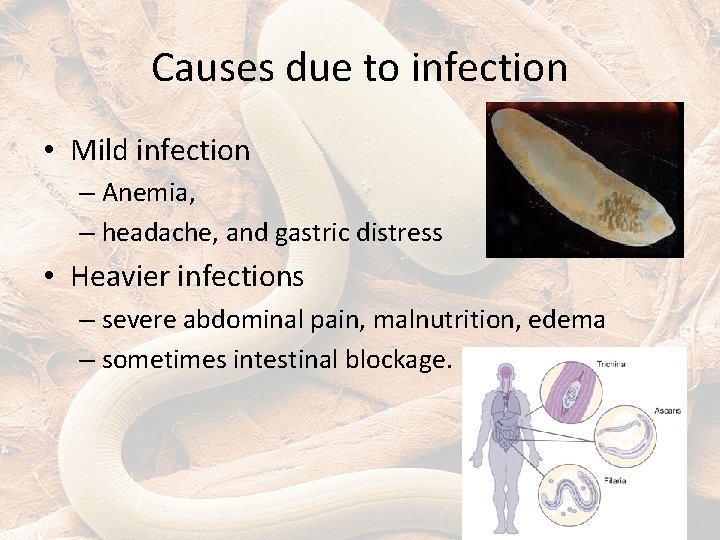 Causes due to infection • Mild infection – Anemia, – headache, and gastric distress