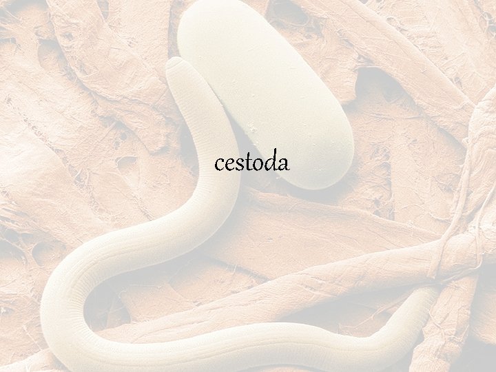 cestoda 