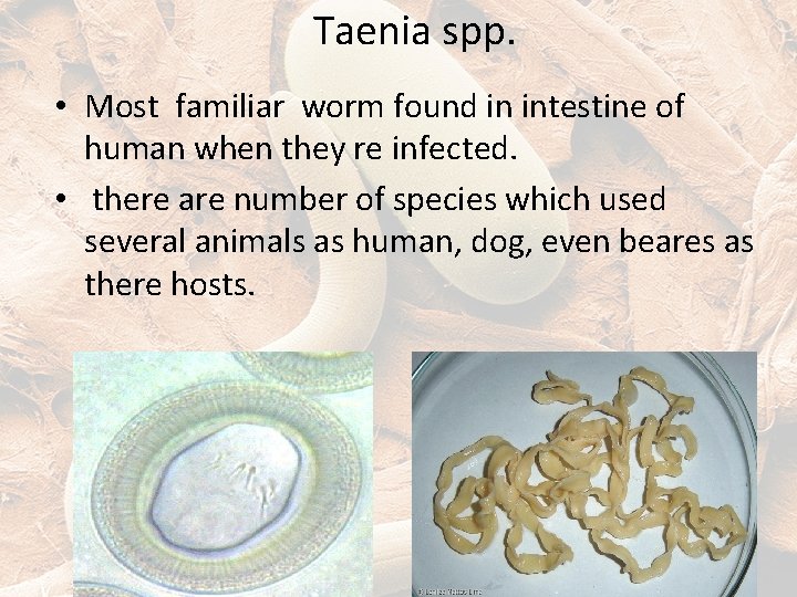 Taenia spp. • Most familiar worm found in intestine of human when they re