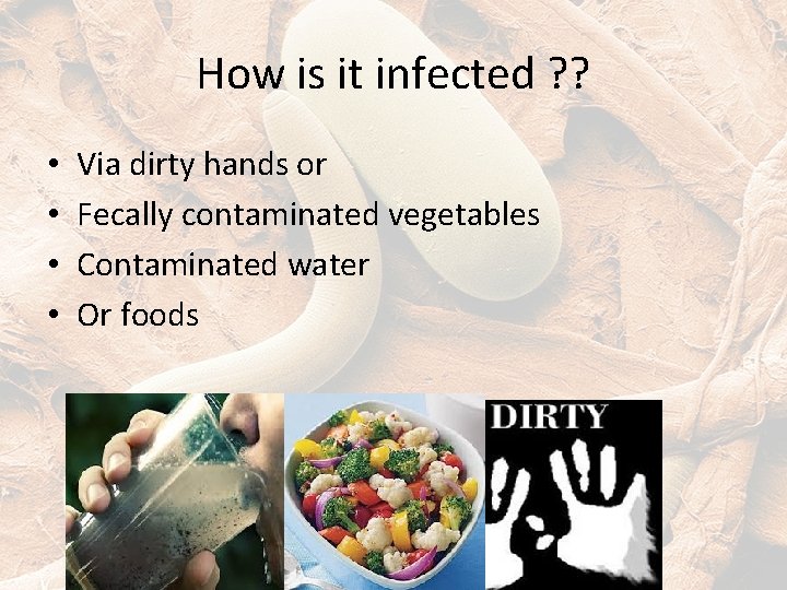 How is it infected ? ? • • Via dirty hands or Fecally contaminated