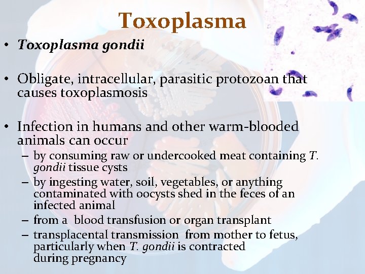 Toxoplasma • Toxoplasma gondii • Obligate, intracellular, parasitic protozoan that causes toxoplasmosis • Infection