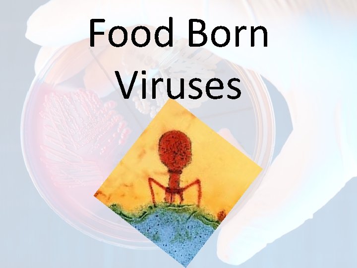 Food Born Viruses 