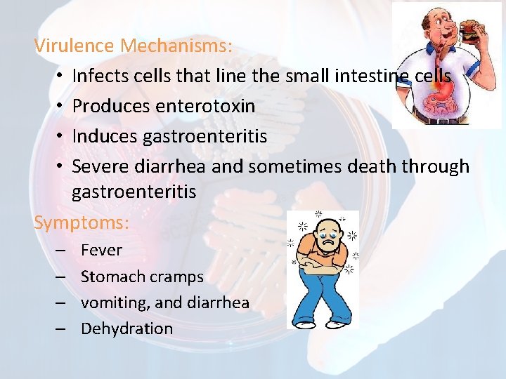 Virulence Mechanisms: • Infects cells that line the small intestine cells • Produces enterotoxin
