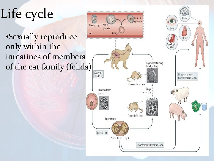 Life cycle • Sexually reproduce only within the intestines of members of the cat