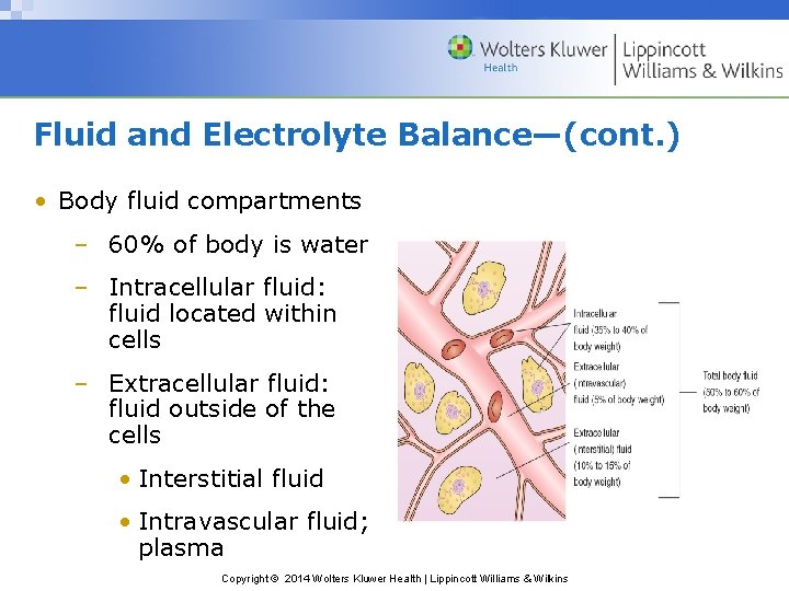 Fluid and Electrolyte Balance—(cont. ) • Body fluid compartments – 60% of body is