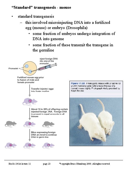 “Standard” transgenesis - mouse • standard transgenesis – this involved microinjecting DNA into a