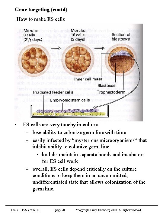 Gene targeting (contd) How to make ES cells • ES cells are very touchy