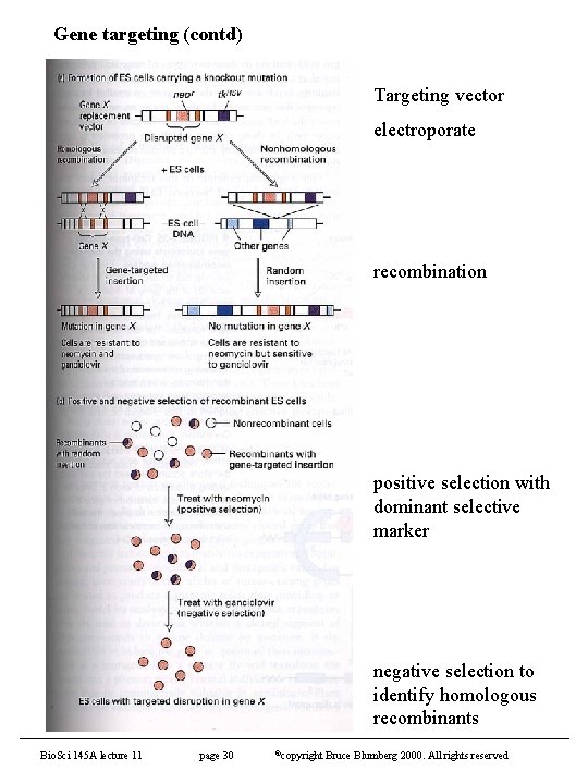 Gene targeting (contd) Targeting vector electroporate recombination positive selection with dominant selective marker negative