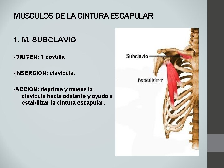 MUSCULOS DE LA CINTURA ESCAPULAR 1. M. SUBCLAVIO -ORIGEN: 1 costilla -INSERCION: clavícula. -ACCION: