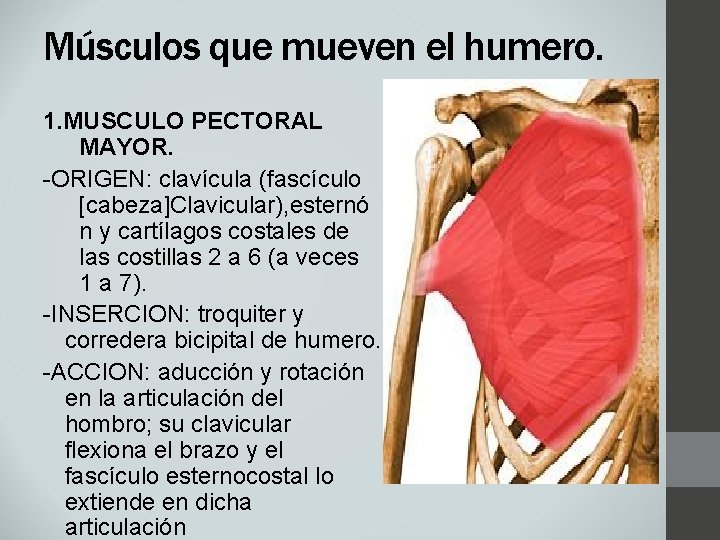 Músculos que mueven el humero. 1. MUSCULO PECTORAL MAYOR. -ORIGEN: clavícula (fascículo [cabeza]Clavicular), esternó