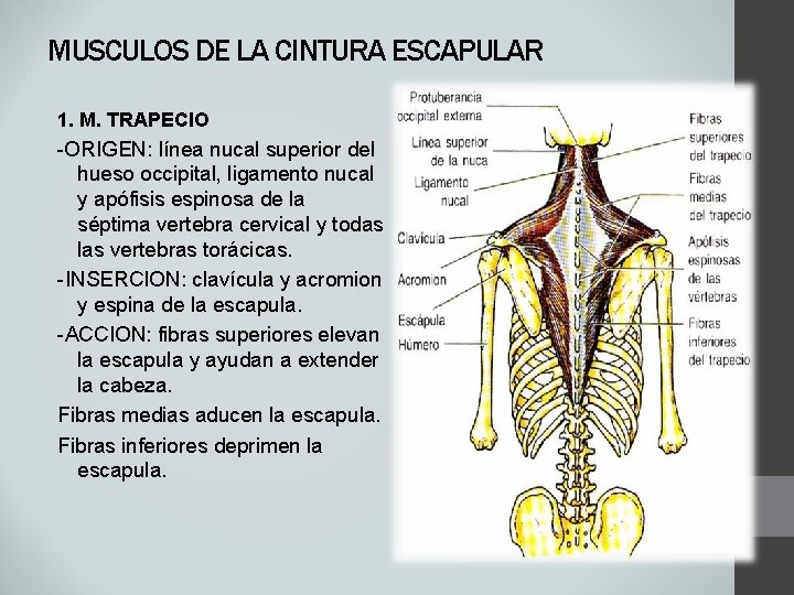 MUSCULOS DE LA CINTURA ESCAPULAR 1. M. TRAPECIO -ORIGEN: línea nucal superior del hueso