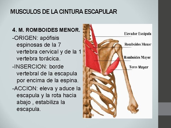 MUSCULOS DE LA CINTURA ESCAPULAR 4. M. ROMBOIDES MENOR. -ORIGEN: apófisis espinosas de la