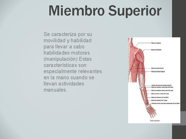 Miembro Superior Se caracteriza por su movilidad y habilidad para llevar a cabo habilidades