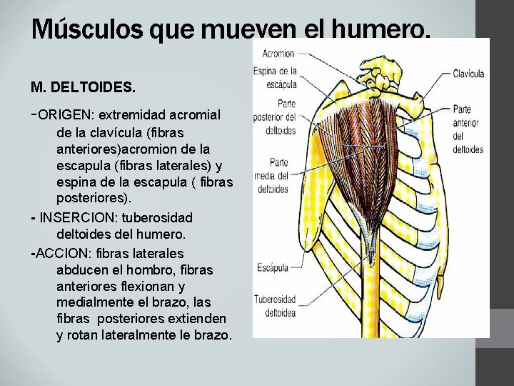 Músculos que mueven el humero. M. DELTOIDES. -ORIGEN: extremidad acromial de la clavícula (fibras