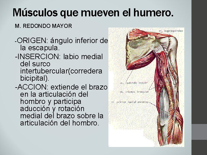 Músculos que mueven el humero. M. REDONDO MAYOR -ORIGEN: ángulo inferior de la escapula.