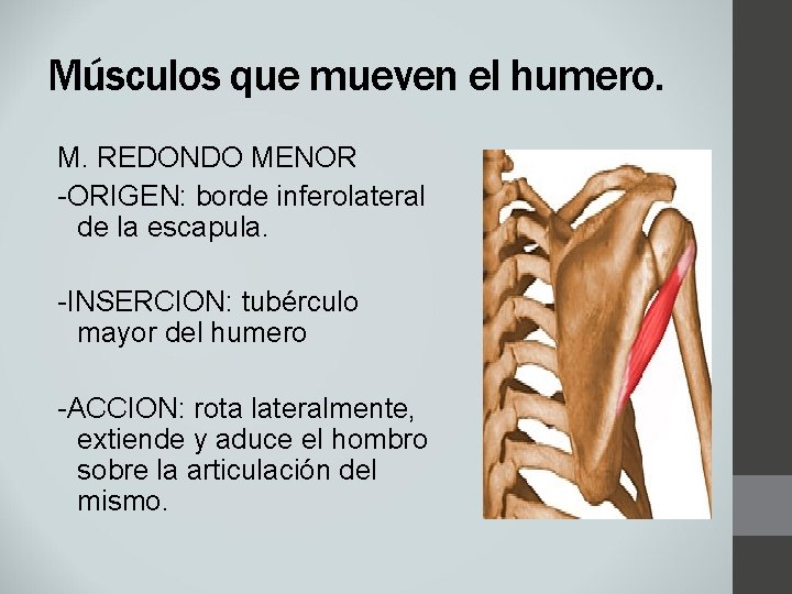 Músculos que mueven el humero. M. REDONDO MENOR -ORIGEN: borde inferolateral de la escapula.