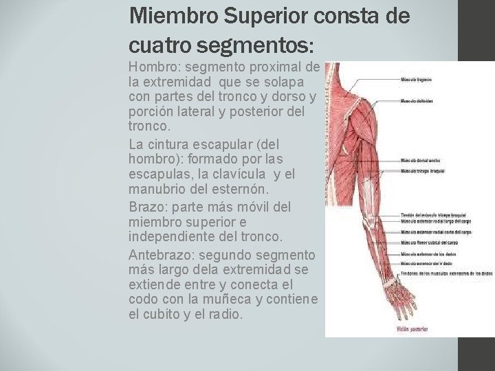Miembro Superior consta de cuatro segmentos: Hombro: segmento proximal de la extremidad que se